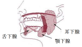 しこり 腺 顎 下 顎下リンパ節の位置としこりや腫れや傷みの原因と対処法！
