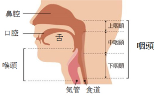 ノド（咽頭）の癌 | 谷口耳鼻咽喉科 | 西宮市・阪急夙川駅南口すぐの耳鼻咽喉科
